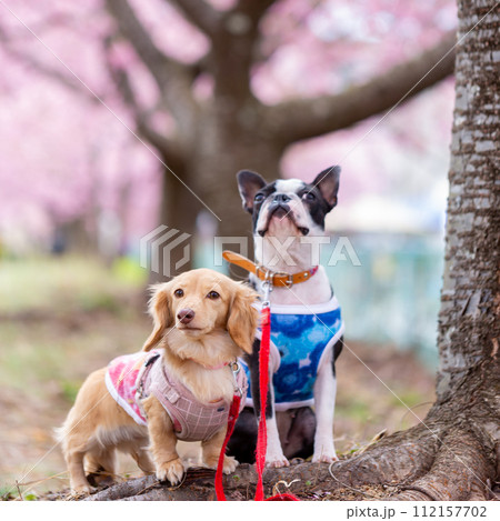 河川敷で散歩するボストンテリアとダックスフンド 112157702