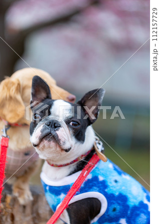 河川敷で散歩するボストンテリアとダックスフンド 河川敷で散歩するボストンテリアとダックスフンド 112157729