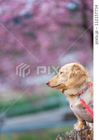 河川敷で散歩するダックスフンド 112157734