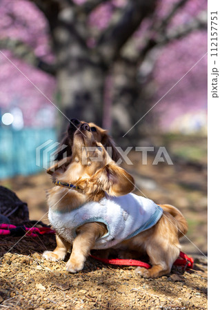 河川敷で散歩するダックスフンド 河川敷で散歩するダックスフンド 112157751
