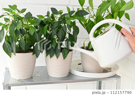 Sustainable lifestyle, fresh organic vegetables grown at home 112157790