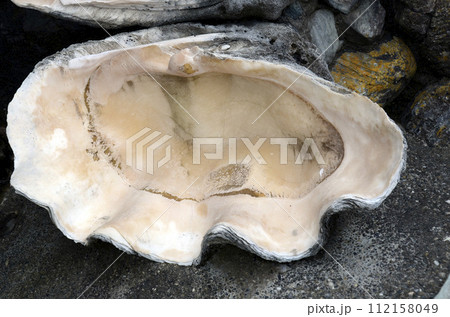 シャコ貝 シャコ貝 112158049