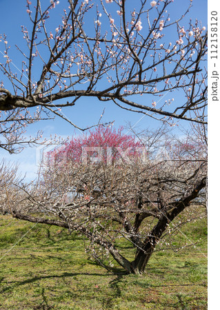 梅園の咲きそろった紅白の梅　群馬県箕郷梅林 112158120