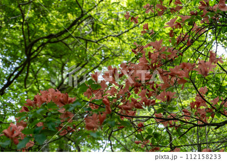 焼山から蛭ヶ岳間の登山道 焼山から蛭ヶ岳間の登山道 112158233