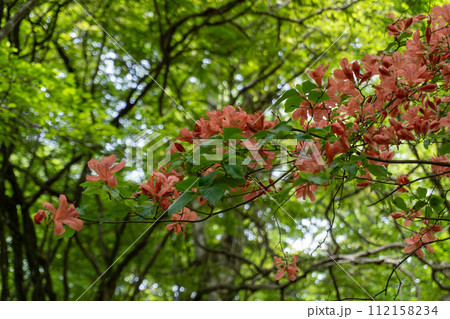 焼山から蛭ヶ岳間の登山道 112158234