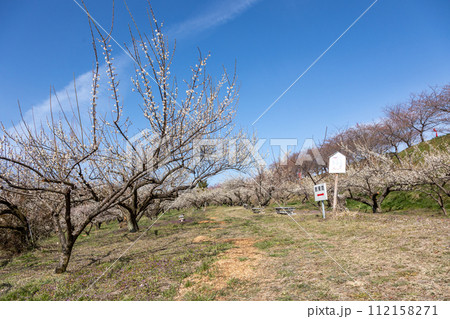 箕郷梅林の散策路　群馬県 112158271