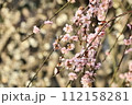 北野天満宮梅苑　ピンクの梅と背景の白梅 112158281