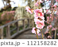 北野天満宮梅苑　橋を背景にした梅の花 112158282