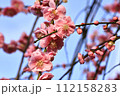 青空に映えるピンク色の梅の花 112158283