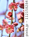 青空に背景にした紅梅の花と蕾 112158284