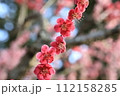 青空背景の赤い梅の花 112158285