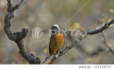 ジョウビタキの雄 （春イメージ） 112158727
