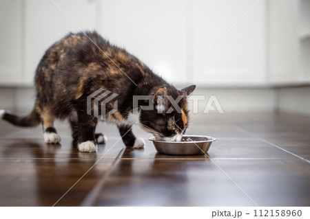 Hungry tabby cat eating from bowl at home. 112158960