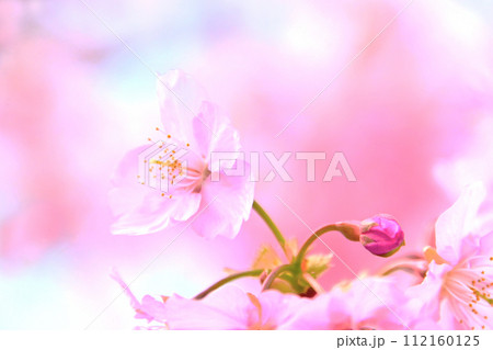 ピンクの花びらが綺麗な河津桜 ピンクの花びらが綺麗な河津桜 112160125