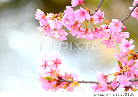 ピンクの花びらが綺麗な河津桜 ピンクの花びらが綺麗な河津桜 112160126