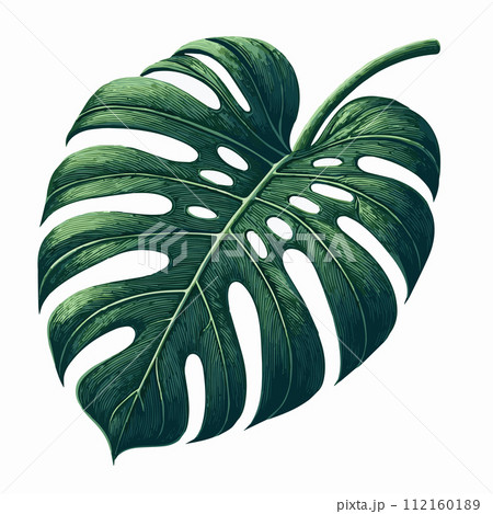 Tropical Foliage Vector Monstera Leaf Ornamental 112160189