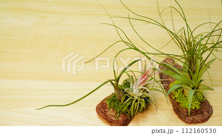 お洒落で奇妙な観葉植物の写真 お洒落で奇妙な観葉植物の写真 112160530