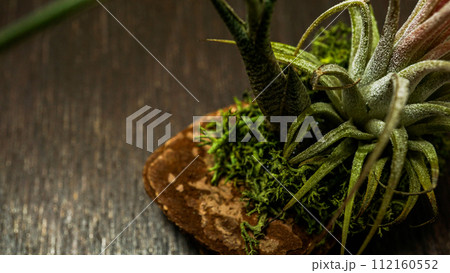お洒落で奇妙な観葉植物の写真 お洒落で奇妙な観葉植物の写真 112160552