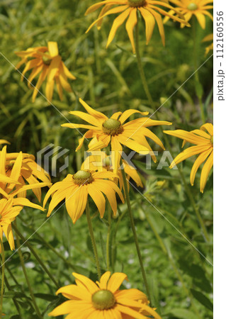 Gloriosa Daisy Irish Eyes 112160556