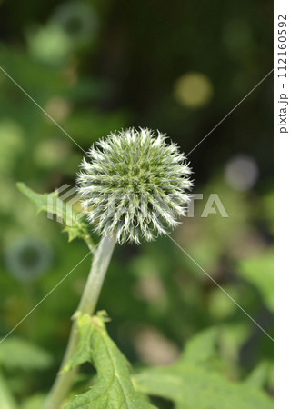 Southern globethistle 112160592