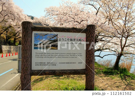 海津大崎と桜 112161502