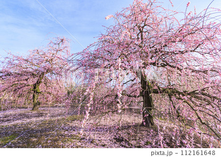 満開の枝垂れ梅　鈴鹿の森庭園 112161648