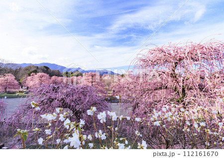 満開の枝垂れ梅　鈴鹿の森庭園 112161670