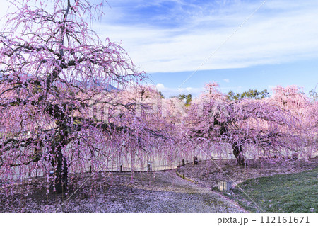 満開の枝垂れ梅　鈴鹿の森庭園 112161671