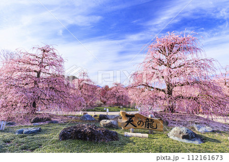 満開の枝垂れ梅 鈴鹿の森庭園 満開の枝垂れ梅 鈴鹿の森庭園 112161673