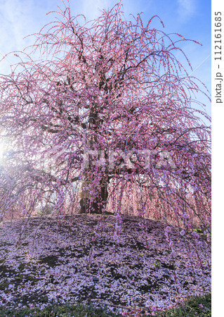 満開の枝垂れ梅　鈴鹿の森庭園 112161685