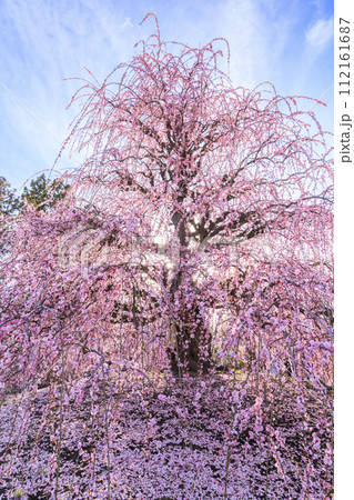 満開の枝垂れ梅　鈴鹿の森庭園 112161687