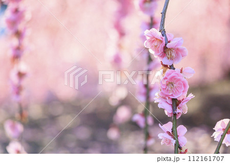 満開の枝垂れ梅 鈴鹿の森庭園 満開の枝垂れ梅 鈴鹿の森庭園 112161707