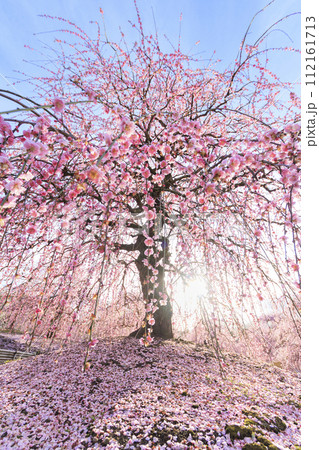 満開の枝垂れ梅　鈴鹿の森庭園 112161713