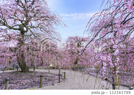 満開の枝垂れ梅 鈴鹿の森庭園 満開の枝垂れ梅 鈴鹿の森庭園 112161789