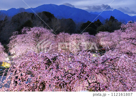 満開の枝垂れ梅　鈴鹿の森庭園 112161807