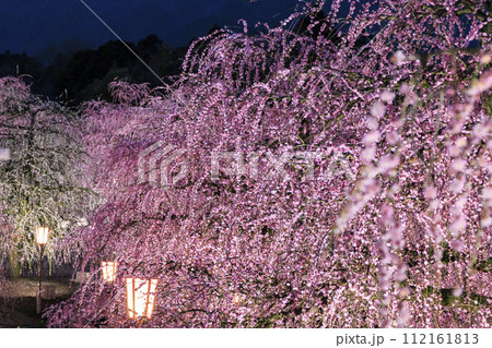 満開の枝垂れ梅　鈴鹿の森庭園 112161813