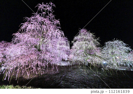 満開の枝垂れ梅 鈴鹿の森庭園 満開の枝垂れ梅 鈴鹿の森庭園 112161839