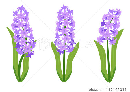 Hyacinth flowers set. Purple hyacinth flowers isolated on a white background. 112162011