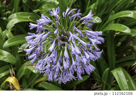 Tanzania, Ngorongoro, Flower, African Agapanthus Tanzania, Ngorongoro, Flower, African Agapanthus 112162108