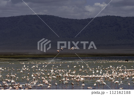 Tanzania, Ngorongoro, pink flamingos in a Ngorongoro lake 112162188