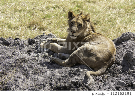 Tanzania, Ngorongoro, lion lying in the crater Tanzania, Ngorongoro, lion lying in the crater 112162191