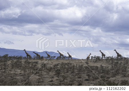 Tanzania, Ngorongoro, Group of giraffes walking in the crater Tanzania, Ngorongoro, Group of giraffes walking in the crater 112162202