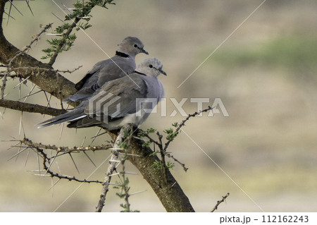Tanzania, Serengeti, two Cape doves on a branch 112162243