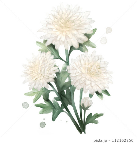 Chrysanthemum Flower Watercolor Isolated Chrysanthemum Flower Watercolor Isolated 112162250