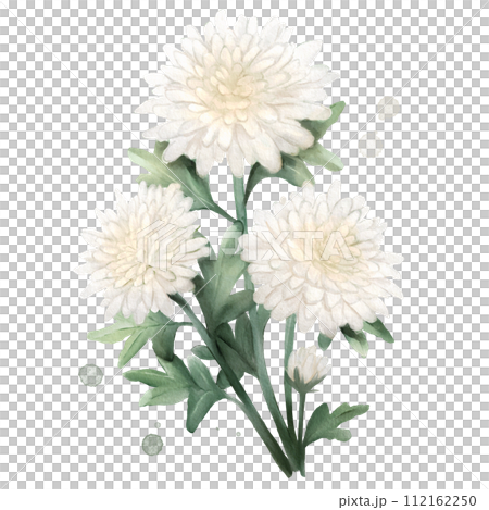 Chrysanthemum Flower Watercolor Isolated Chrysanthemum Flower Watercolor Isolated 112162250