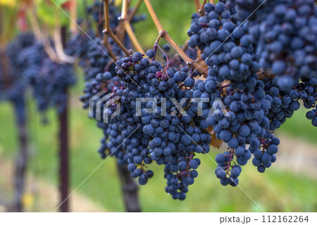 A blue grape hanging in a vineyard. 112162264