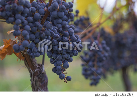 A blue grape hanging in a vineyard. 112162267