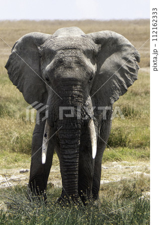 Tanzania, Serengeti, Elephant in the national park Tanzania, Serengeti, Elephant in the national park 112162333