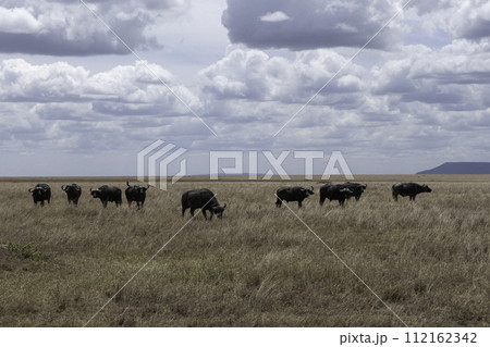 Tanzania, Serengeti, Buffaloes in the plain of the National Park 112162342