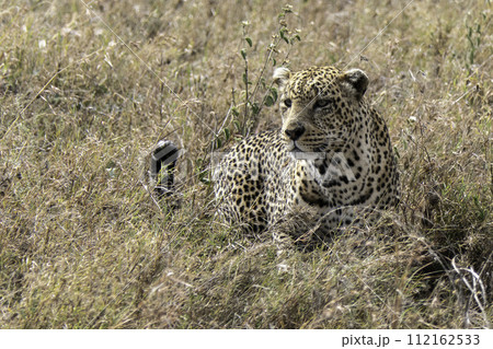 Tanzania, Serengeti, Leopard in the plain of the National Park Tanzania, Serengeti, Leopard in the plain of the National Park 112162533
